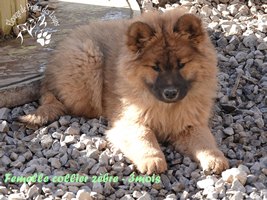 chiot eurasier